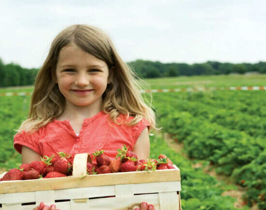 Sunny Ridge Strawberry Farm