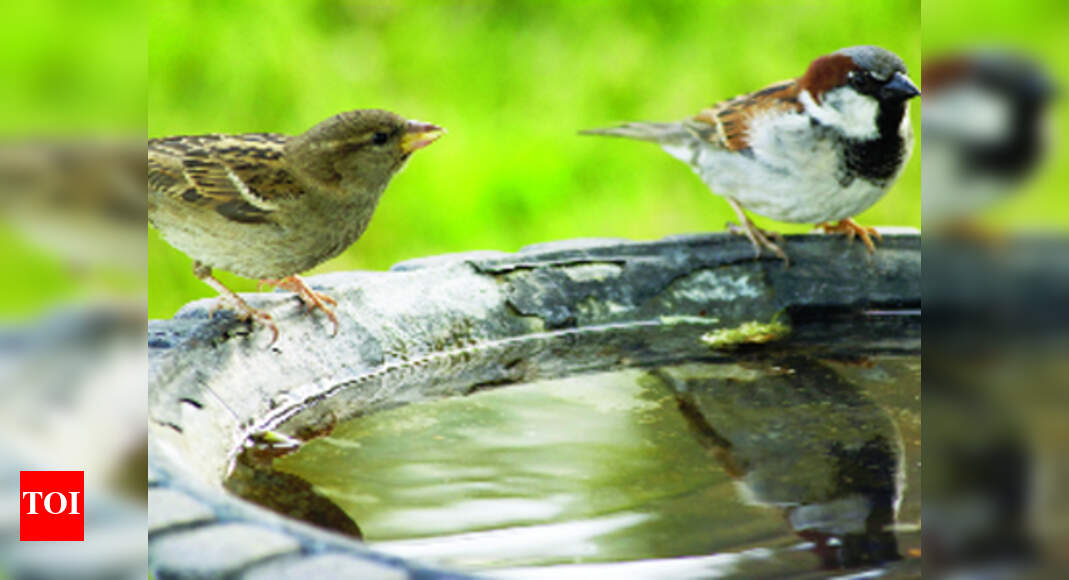Do your bit for strays during summer - Times of India Do your bit for strays during summer - Times of India