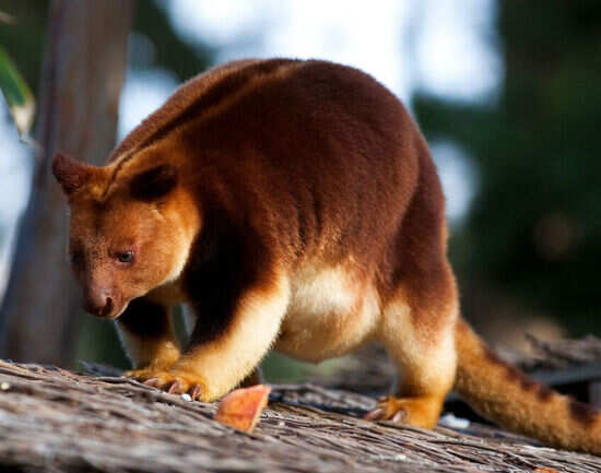 Melbourne Zoo