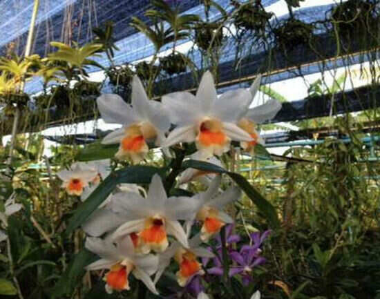 Phuket Orchid Farm