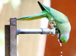 A parrot quenches its thirst Photogallery - Times of India