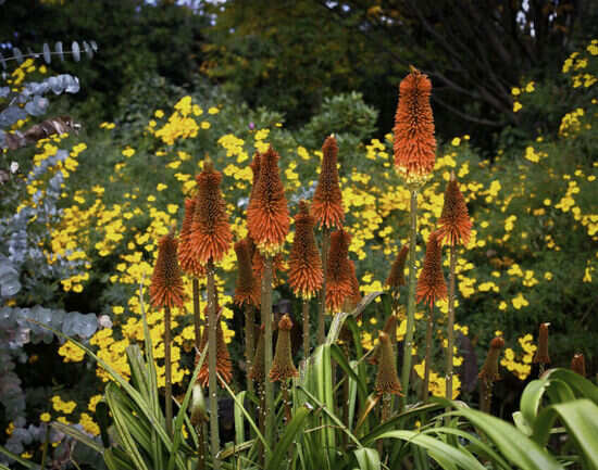 Royal Botanic Gardens