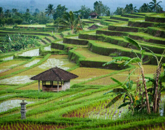Jatiluwih Rice Terraces