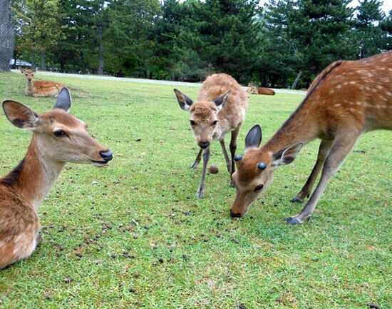 Nara Park