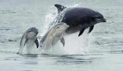 Plan to translocate dolphins from Chambal river