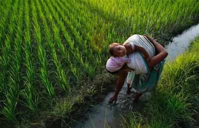 UP emerges as biggest contributor to India’s agriculture sector: Assocham study