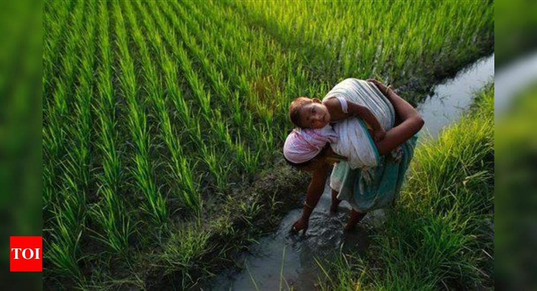 UP emerges as biggest contributor to India's agriculture ...