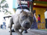 Houston Oliver takes his dog Sosa for a walk along Ocean Boulevard Photogallery Times of India