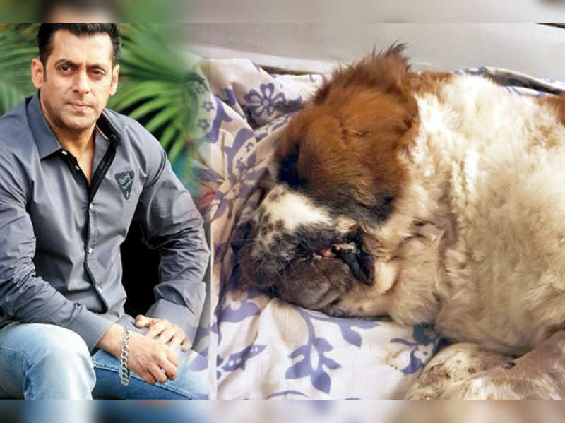 Salman Khan Salman Khan Buries His Dog Saint At His Farmhouse Hindi Movie News Times Of India On thursday, salman khan took to instagram to share that his beloved dog passed away. salman khan buries his dog saint at