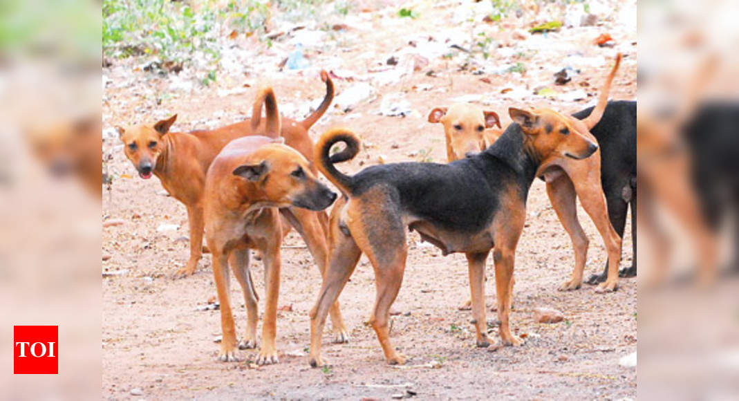 Show stray animals that you care - Times of India