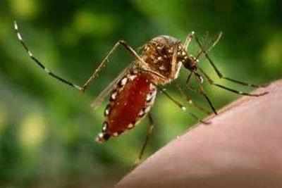 'Sex-switching' mosquito gene to fight dengue