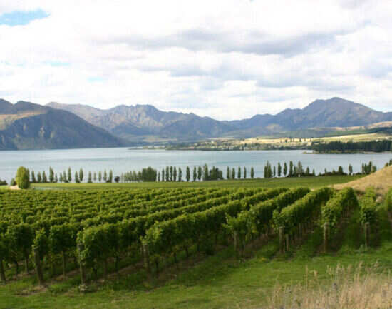The best vineyards in and around Queenstown