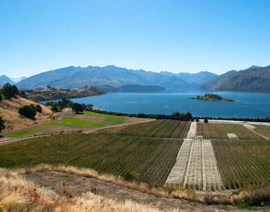 Rippon