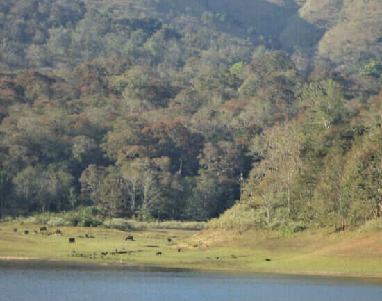 Top ways to explore Periyar Tiger Sanctuary