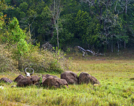 Periyar jungle safari in a jeep