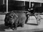 Lotus, the hippopotamus from The Barnes Circus