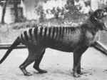 Thylacine, an extinct Tasmanian Tiger