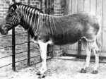 An extinct subspecies of the plains zebra