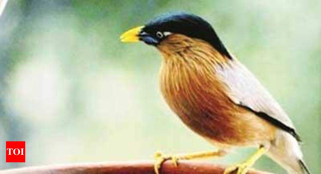 Birds, not just mammals, copy yawns: Study - Times of India