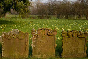 Daffodil Way&nbsp;