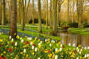 Keukenhof Gardens &nbsp;