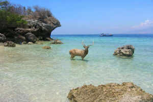 West Bali National Park