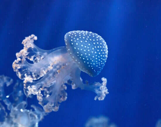 The Aquarium
