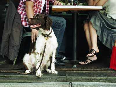 Dogs in cafes? Delhi remains confused!