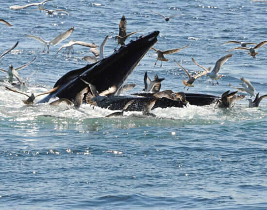 Go whale watching in Husavik