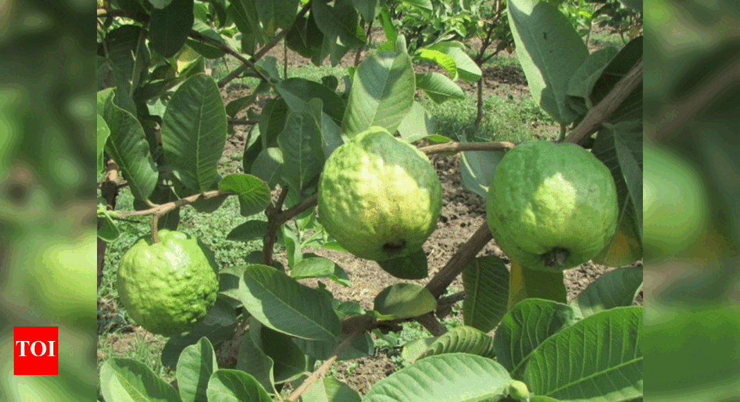 Lucknow’s guava best commercial variety in country, it gave bumper crop