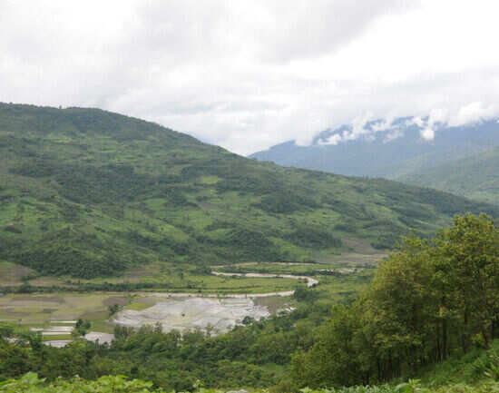 Shame, pride and steamed bees in Nagaland