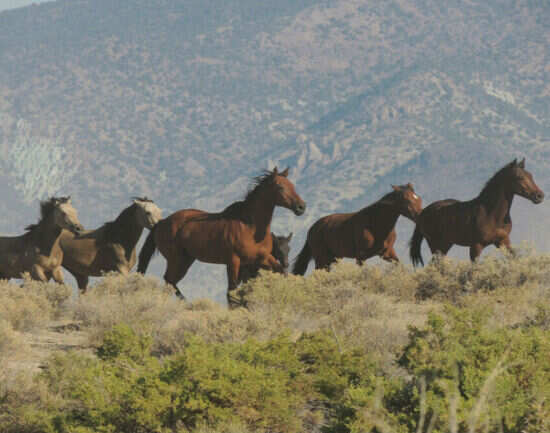 Wild mustangs and burros roam free