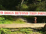 No dogs beyond this point