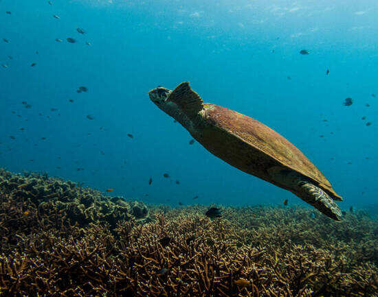 10 reasons why Tioman Island should be on your bucket list