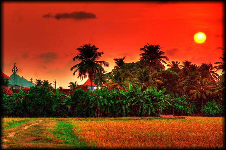Kuttanad rice fields