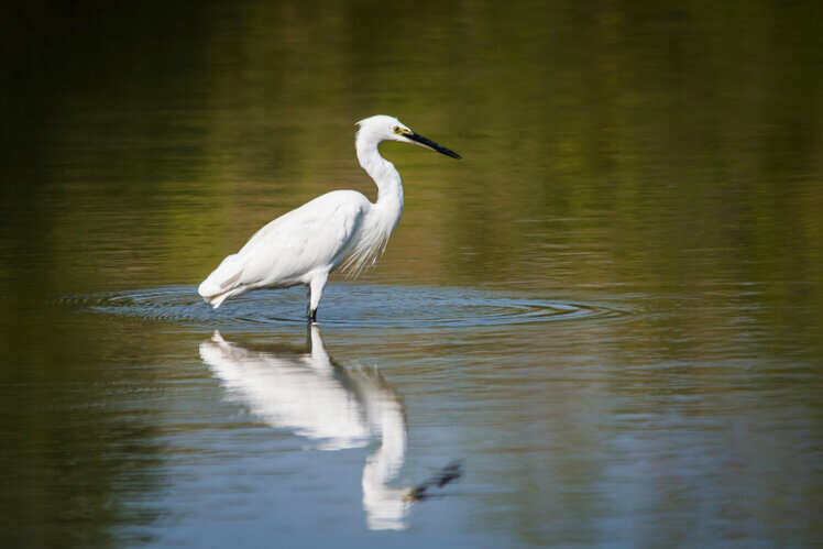 Birdwatching in Alleppey