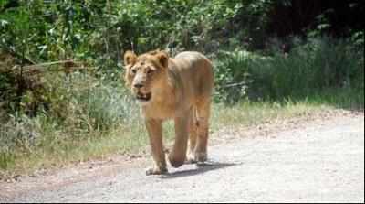 Lion falls into an open well in Gujarat village, dies