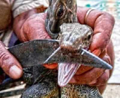 Krishnagiri's monitor lizards killed for 'aphrodisiac' blood