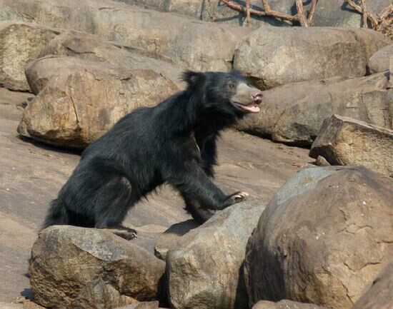 Daroji Sloth Bear Sanctuary