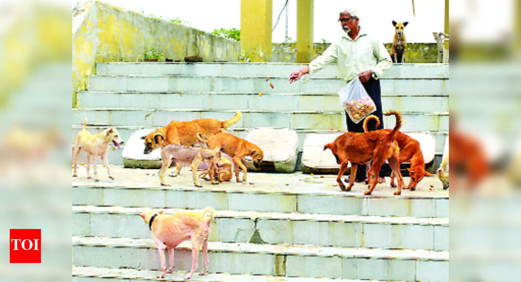 How to help stray animals during monsoon - Times of India How to help stray animals during monsoon - Times of India