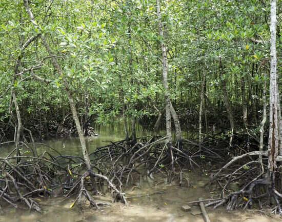 Mangroves at Kilim Geo Park