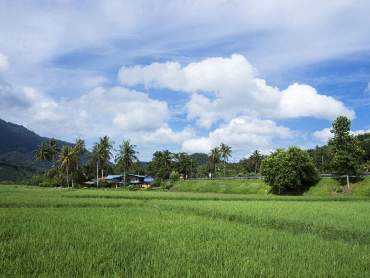 Laman Padi Rice Garden - Langkawi: Get the Detail of Laman Padi Rice ...