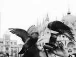 Photographer captures a crow