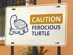 Heard of ferocious cats, dogs... but turtles?