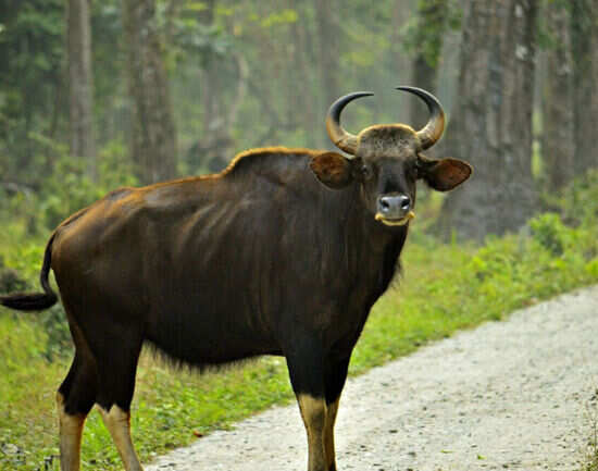 Simlipal National Park