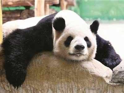 Lazy lifestyle lets pandas survive on bamboo-only diet