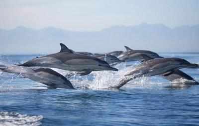 Bihar is planning survey of Gangetic dolphins