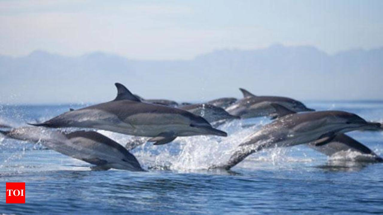 Bihar is planning survey of Gangetic dolphins Times of India