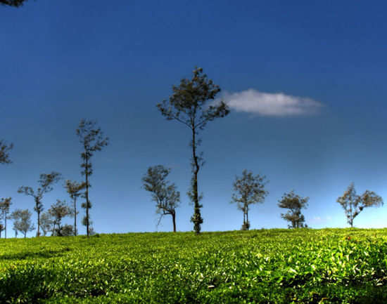 Walk Around The Coffee Plantations - Coorg: Get The Detail Of Walk ...