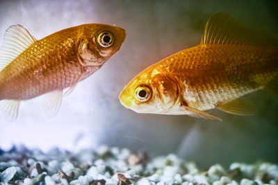 Releasing aquarium fish in ponds poses danger